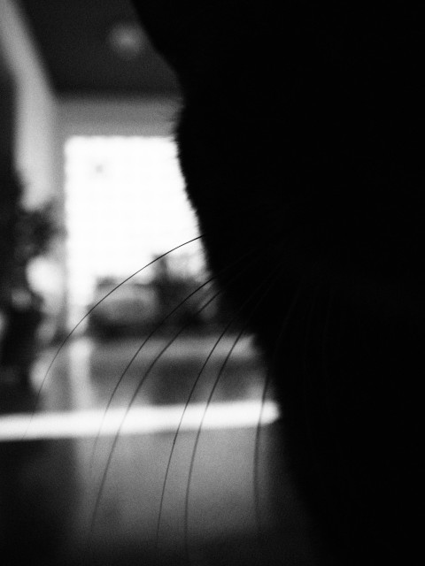 im vordergrund des schwarzweißfotos ist die dunkle silhouette einer katze zu sehen. feine schnurrhaare ragen von der rechten seite in die bildmitte. der hintergrund ist unscharf und zeigt eine helles fenster und einen flur. 
das gesamte bild hat eine stark körnige struktur.