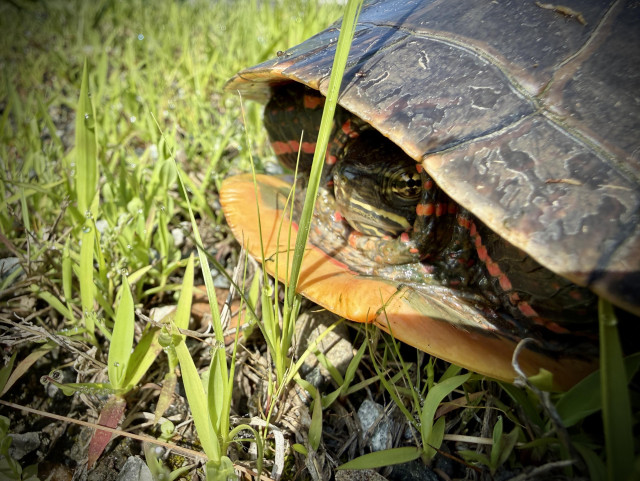 Turtle on side of ditch after I removed it from the middle of road and transported it to the side it was pointed at. 