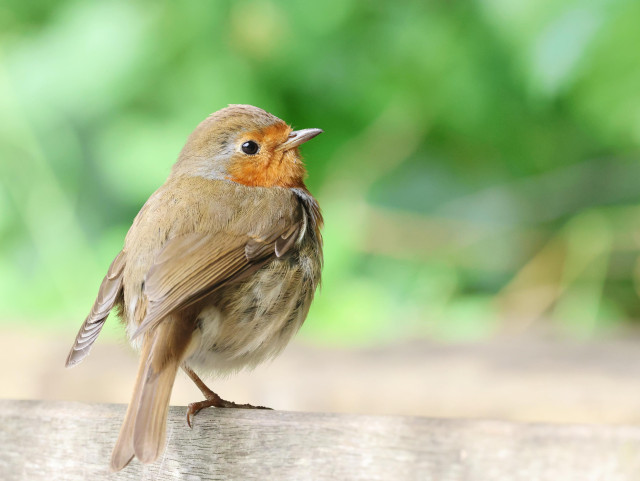A robin perches on a wooden fence. There are some bushes in the background and it's generally sunny. 