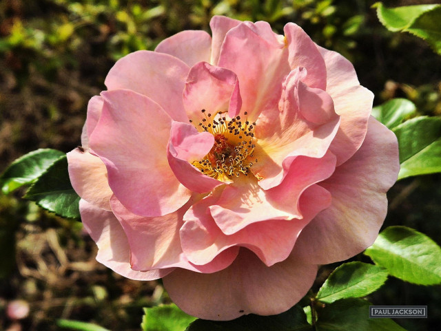A vibrant, close-up photograph of a fully open pink rose. The delicate petals are bathed in bright, warm sunlight, highlighting subtle gradients of soft blush pink, deeper almost magenta edges, and a warm, golden-yellow hue radiating from the very center of the bloom. The soft, overlapping layers of the petals create a sense of depth and intricate texture, filling nearly the entire frame.

At the very heart of the flower, the intricate inner structures are sharply focused. A dense cluster of delicate, spindly yellow stamens arches outward from the center, each tipped with dark, prominent brown anthers covered in pollen. The intense sunlight casts soft shadows of these stamens onto the smooth, pale surface of the surrounding petals

The photographer's watermark in the corner reads "Paul Jackson"