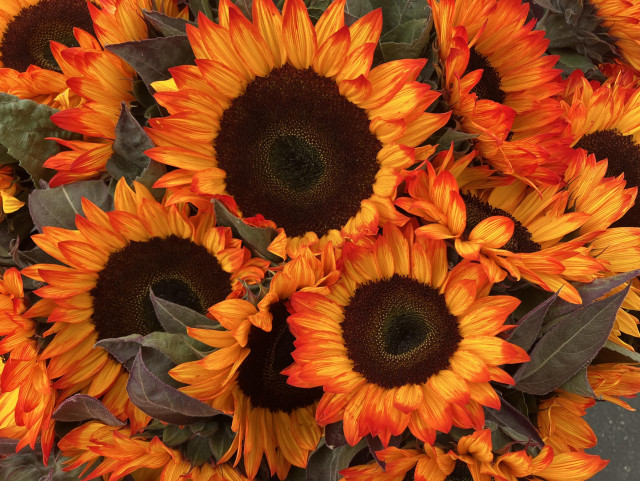 Sunflower blooms — bright yellow centers with bright orange tips, with the orange being the color you really notice. 