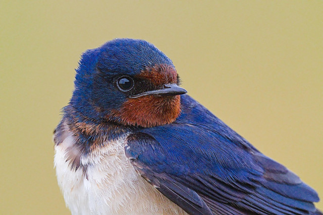 Head and shoulders shot of a Swallow facing to left of frame but head turned to right. Tiny beads of water lay on some of the feathers from the driving drizzle.
