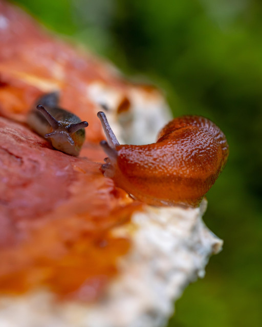 Two slugs, one larger and redish and another smaller and brownish, on top of mushroom