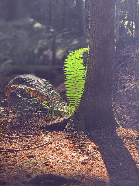A fern bush behind a tree trunk. One fern leaf is standing tall and reflecting the afternoon sunlight creating a mystical moment. 