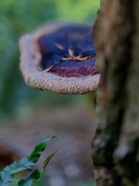 Side view of a mushroom growing along the tree trunk. The mushroom is beige with violet inner. There are rain drops on the mushroom