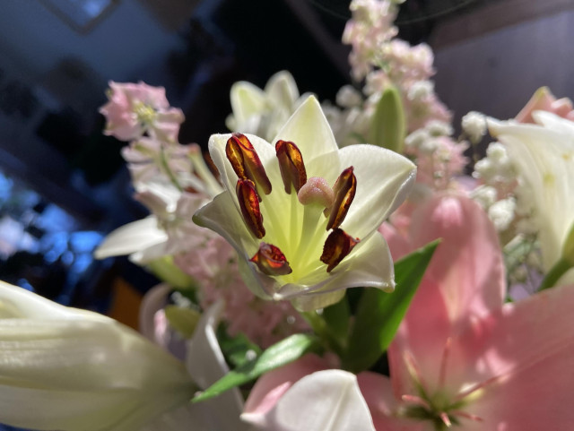 Looking down at a bouquet of pink and white flowers. In the center, a white lily opening to reveal six red tipped stamens, bright in the sun. 