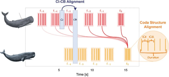 Illustration of a coda bout between two sperm whales.  A 17-s coda bout (clicks in red and orange) featuring 5-click codas and marked alignment of coda features (CI, CB, duration, ICI1, ICI2).
