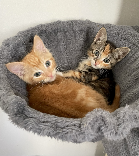 Two small tabby kittens in a cat tree basket, one orange, one tabico