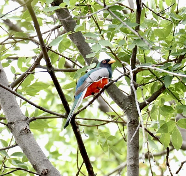 A bird with a bright red belly and dark blue-green back and a bright yellow beak sits up in a tree facing right 