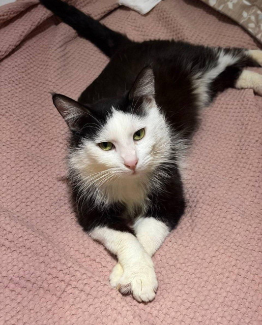A fluffy black-and-white tuxedo cat is lounging comfortably on a textured pink or mauve blanket, looking directly at the camera with a calm, slightly intense expression. The cat has striking green eyes, a white face, a pink nose, and long white whiskers. Its white front paws are elegantly crossed in front of it.