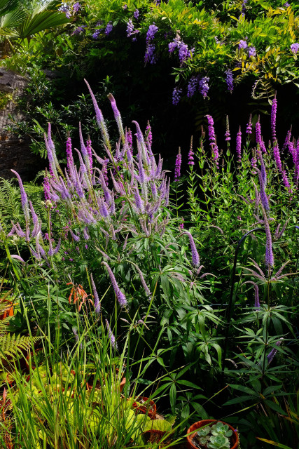 Part of a garden with numerous plants, most of the image taken up by three in particular. On the left is a tall plant with whorls of green leaves topped by spikes of dark pink flowers. On the right is another tall plant with darker green leaves and spikes of purple flowers. Across the back of the image is a climbing plant with lots of dangling purple flowers. In the foreground are several other small plants, one of which has a spike of orange flowers. A fern is just coming into the frame from the left.
