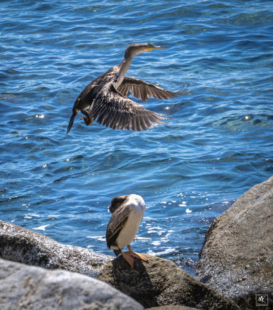Color photo of a cormorant with wings extended forward in the air above another cormorant standing on a rock next to the water that has its head tucked behind it.