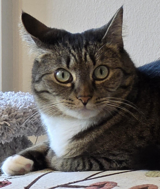 A brown tabby cat with white paws and chest stares at the camera with an alarmed expression