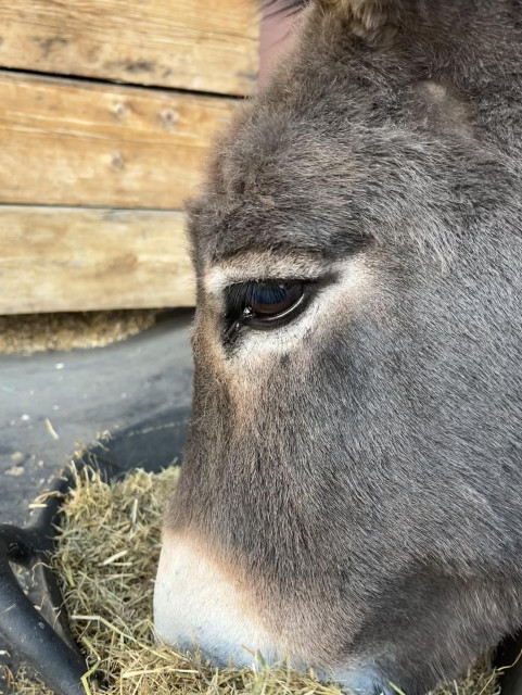 Closed up of a donkey’s face. His fur is mostly gray, but he has a ring of white around his big, soft brown eyes, which appear to have black eyeliner. 
