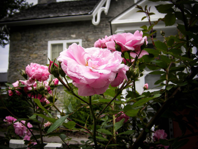 Many pink rose blossoms are seen close up along a wooden fence in front of a old stone house. 