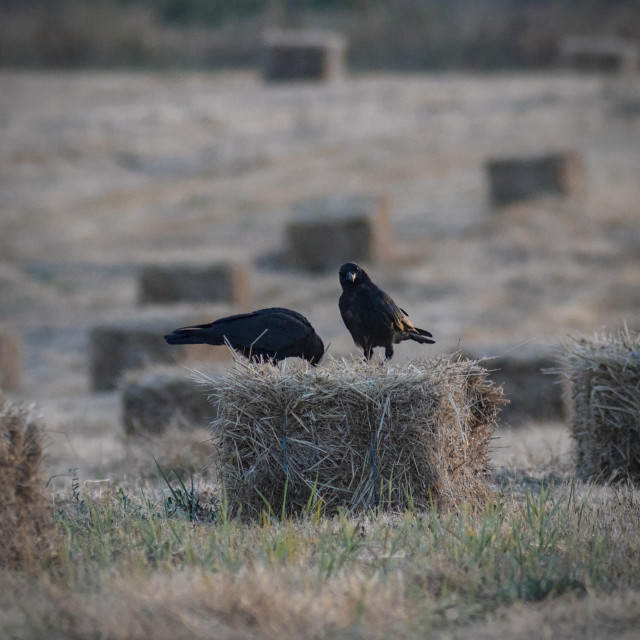 Two large black crows standing atop a rectangular hay bale in a recently cut field. The crows are jet black, with one interested in getting a snack out of the hay bale itself while another seems to have spotted me.