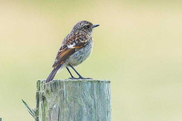 Juvenile Stonechat perched on a fence post looking away to right of frame, the background is an out of focus, pale green blur.