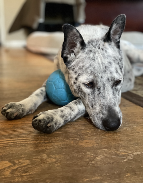 Blue heeler loes on wood floor, chin on paws with one of his favorite blue balls