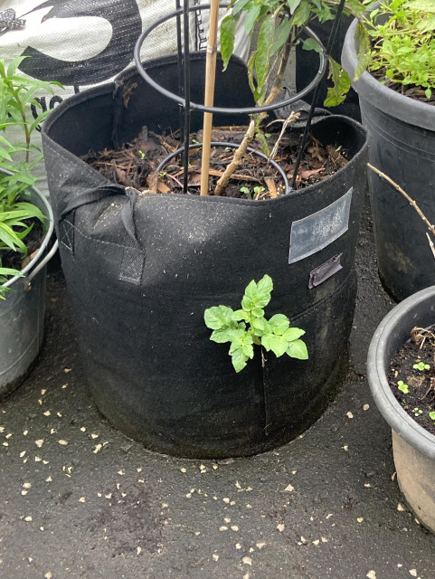 Photo taken outside during the day of a collection of pots and grow bags. The centre black grow bag with a tall pepper growing in it has the start of a potato plant sprouting from the side of the bag, through the fabric.
