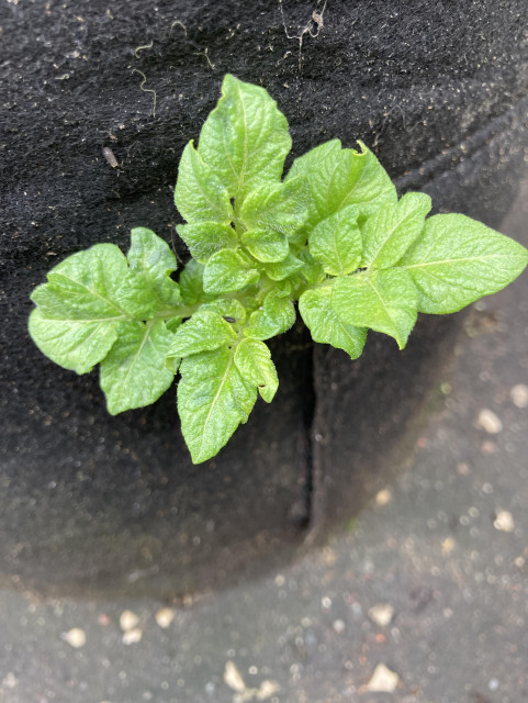 Close up of the potato sprout.
