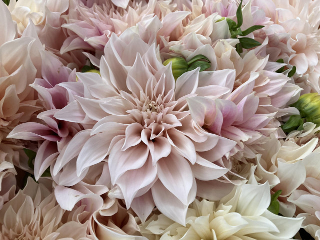 A gorgeous dahlia bloom, with pale pink petals (and a darker pink underside) that curve a bit. It's surrounded by petals from more of the same.