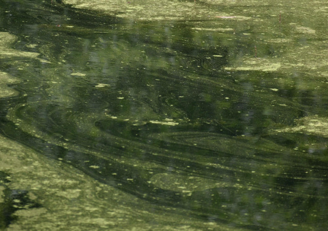A green pond with yellowy algae across its surface. Thicker algae is visible at each side of the image. In the center there are swirls and coils of a thin translucent layer of the algae, creating a sweeping curving pattern. 

At the same time, the water’s surface is reflecting green foliage above the image, creating a confusing sense of depth and a feeling of multiple layers happening at and below (though actually above) the water’s surface.
