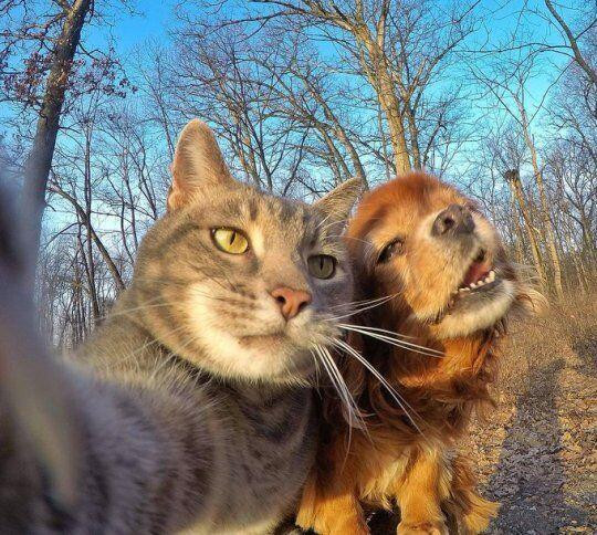 A selfie of a cat and a dog posing for the camera.