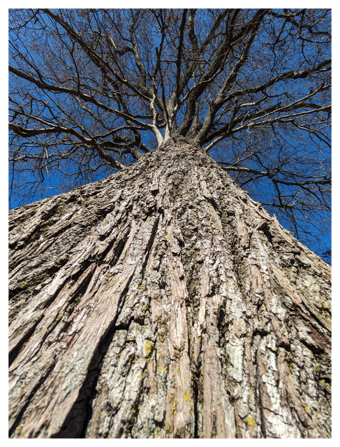 	
Close-up upward view of a tall tree with rough, textured bark. Bare branches spread out against a clear blue sky, emphasizing the tree’s height and intricate network of twigs. The perspective creates a dramatic, towering effect.