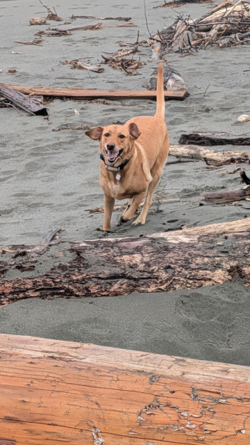 Golden lab is running on a sandy beach with tons of driftwood. 