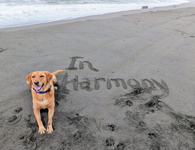 Golden lab is lying on the beach with the words In Harmony written in the sand. She is in harmony with the universe. So she says. 