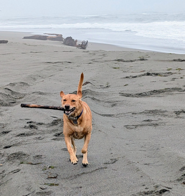 Golden lab is running on a sandy beach on a foggy morning with a stick in her mouth. 