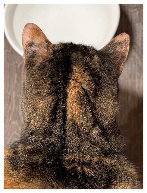 	
overhead, close-up view of the back of a calico cat's head and ears facing a white, ceramic bowl of water on a wood laminate floor. .