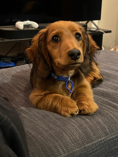A miniature dachshund puppy. He's lying on a couch and looking up just past the camera with big eyes that just make you want to schnorgle him forever and give him all the treats.