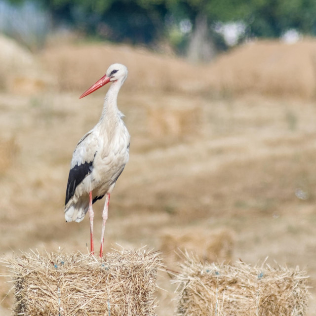 A large white stork standing on top of a rectangular compressed hay bale in a field. The stork is mostly white with a thick band of black feathers along its wings, and has a long slender neck, with bright red/pink beak and legs.