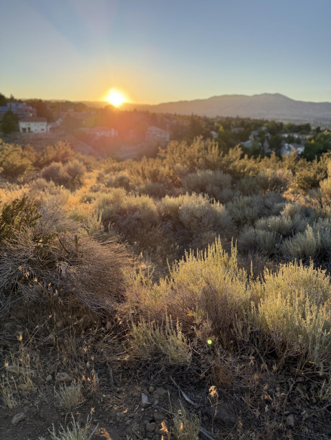 The setting sun is just barely above the horizon, lighting the sagebrushes with warm orange/yellow. Mountain silhouette afar. 