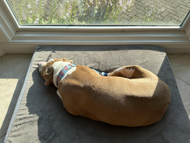 Eugene, a large brown dog with white neck and nose are, laying in a bed by a big window, sunning. 
