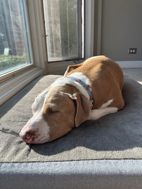 Eugene, a large brown dog with white neck and nose are, laying in a bed by a big window, sunning. 