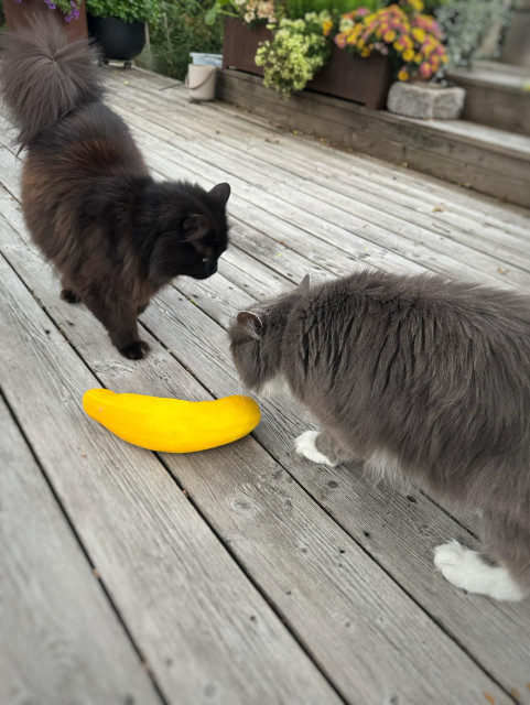 En gul medelstor zucchini ligger på en trall och blir undersökt av två katter