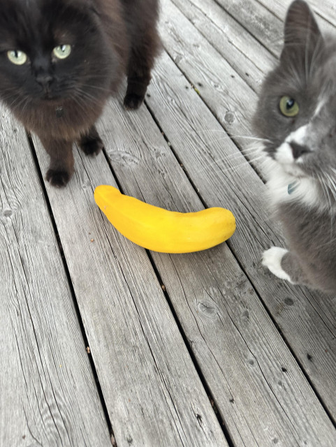 Två katter ser rätt löjliga ut vid en gul zucchini 