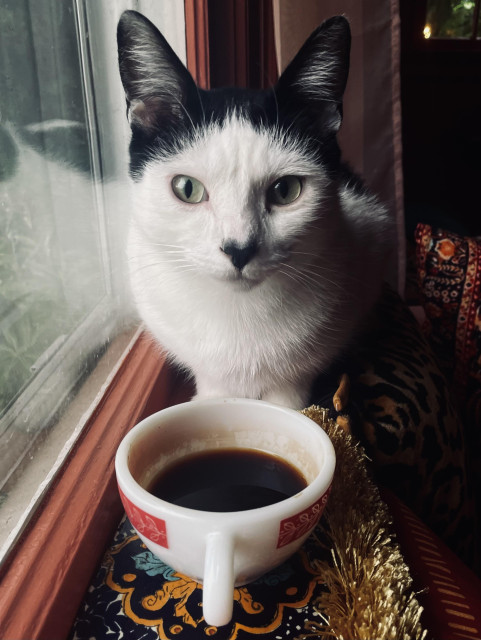 A slender tuxedo cat with a black heart nose sits by a window, facing the camera. A half-drunk cup of black coffee sits below him. 