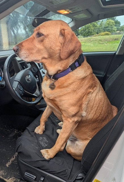 Golden lab wearing a purple collar has commandeered the driver's seat of my very dirty car. Too many things to do and the car never seems to make it to the top of the list. She is ready to head to the beach. 