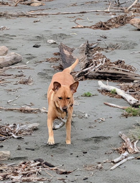 Golden lab is running on a sandy beach with lots of driftwood. She found a stick she likes and is bringing it to me. Summer loves sticks of all kinds. 