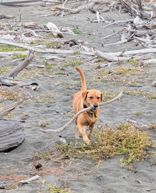 Summer sauntering down the beach with an epic long stick in her mouth. 