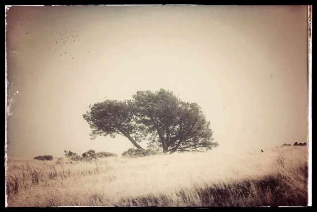 An aged-looking, faded, sepia-toned photo of a single tree sitting in the fog at the top of a hill in Bernal Heights. In the foreground: a field of unmowed golden grassy stuff, looking burnt out.

This is how the world looks when I go outside.
