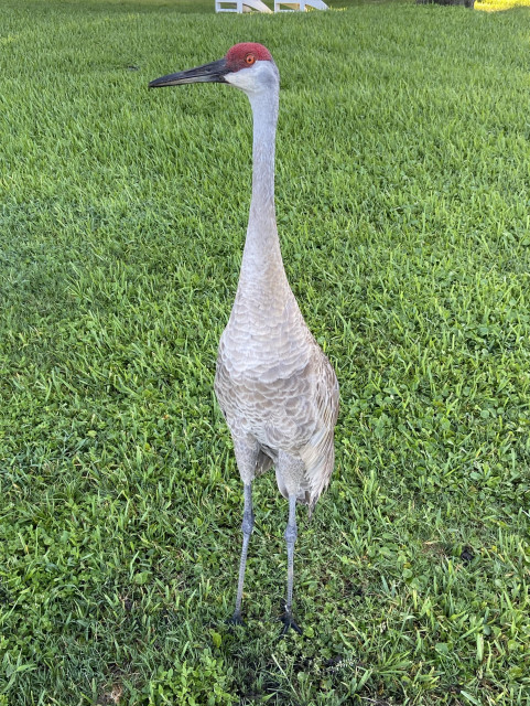 A Sandhill Crane stands on a green lawn, photographed from just a few feet away. Its red crown, long gray neck, and slender legs fill the frame as it calmly looks to the side.