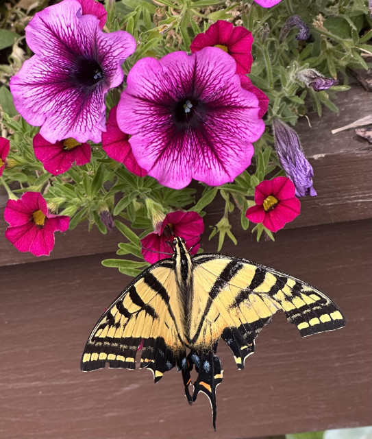 Photo of a western tiger swallowtail butterfly below a petunia, dining on a magenta syngenta flower. Behind the butterfly is a brown wooden railing on my deck. July 2026