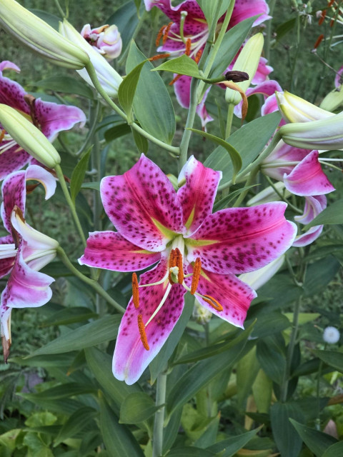 A dark pink lily with light pink outlines and darker pink dots. The very center is yellow green. The stamen are yellow green with red hats.