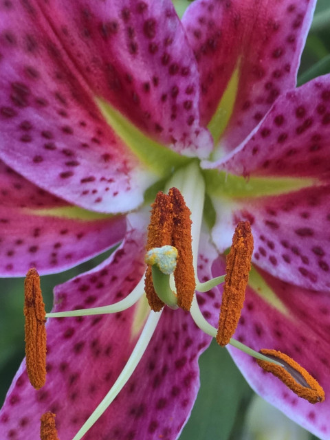 Closeup on the center of the same lily.