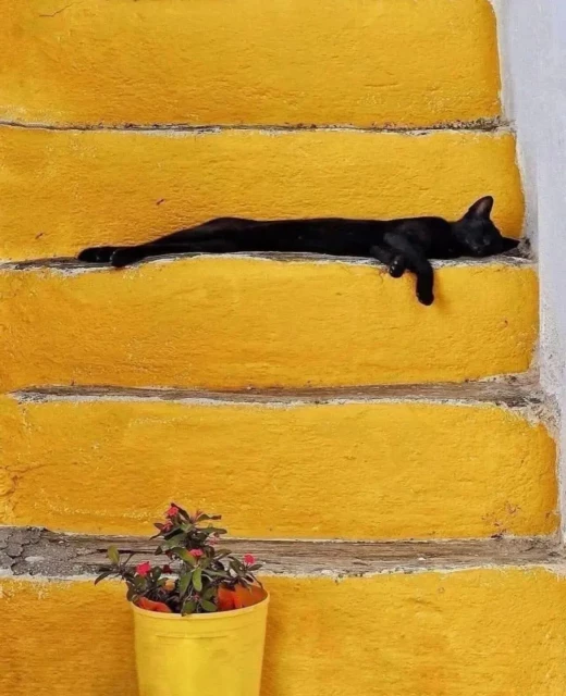 A photo ofa  sleek black cat stretched out asleep across a vibrant yellow concrete step. The cat lies so flat it looks thin, almost like liquid.
