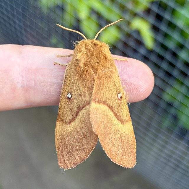 An overhead photograph of a large female Oak Eggar moth resting on a person's index finger. The finger points right, but the moth hangs off it vertically. The moth has a stout, robust body shape covered in a dense, fluffy mane of golden-brown or tawny-orange hair. The forewing is smooth and triangular, coloured in a gradient of warm ochre-brown. A distinct, slightly curved dark brown line runs horizontally about halfway down separating the darker upper end from a slightly lighter orange-brown rear section. Two prominent, bright white oval spot sits near the centre of each forewing. Two short, pale orange antennae curve upward from the head. The background features a blurred green garden and chicken wire.